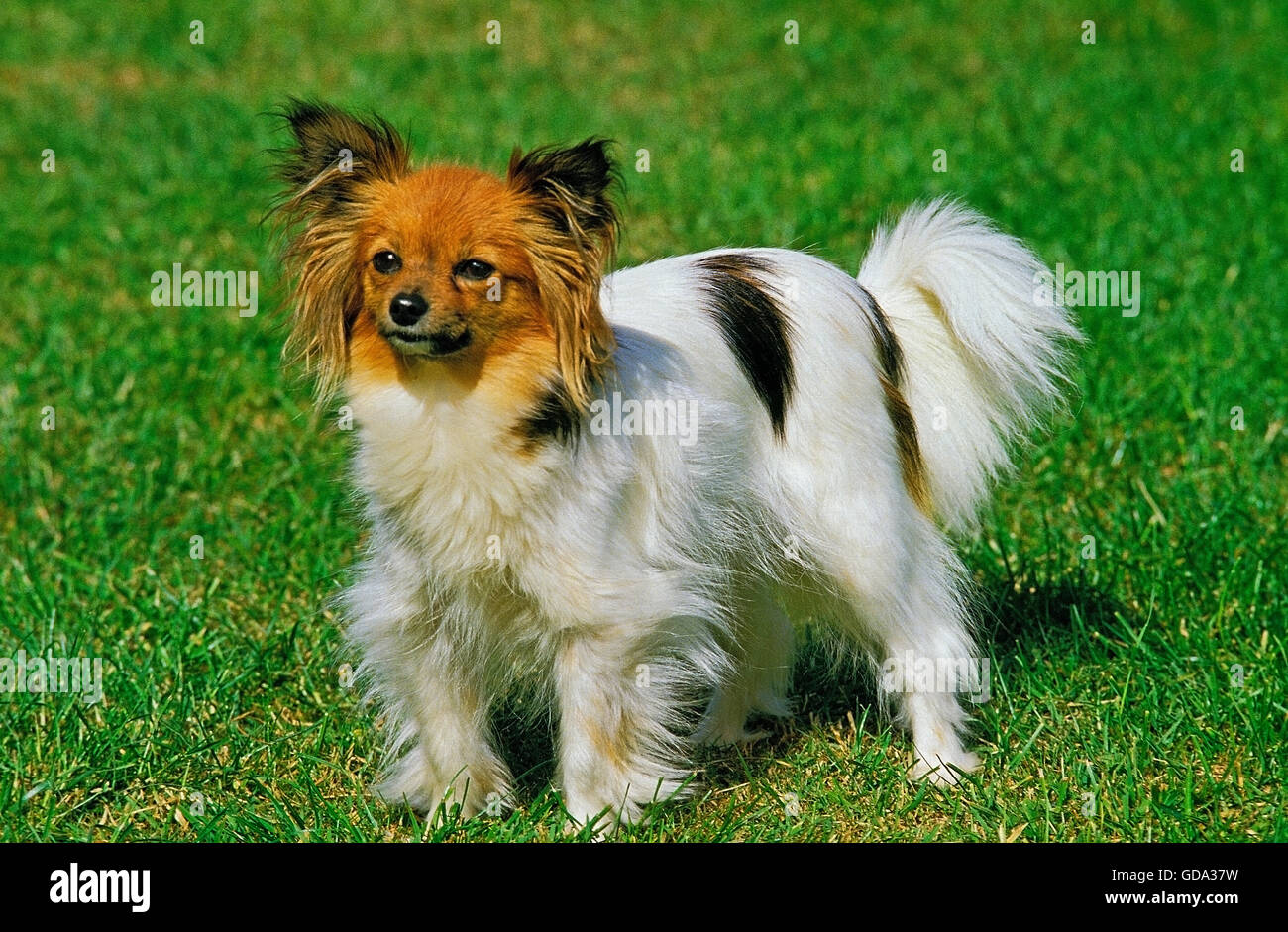 Papillon cane o Continental Toy Spaniel sull'erba Foto Stock