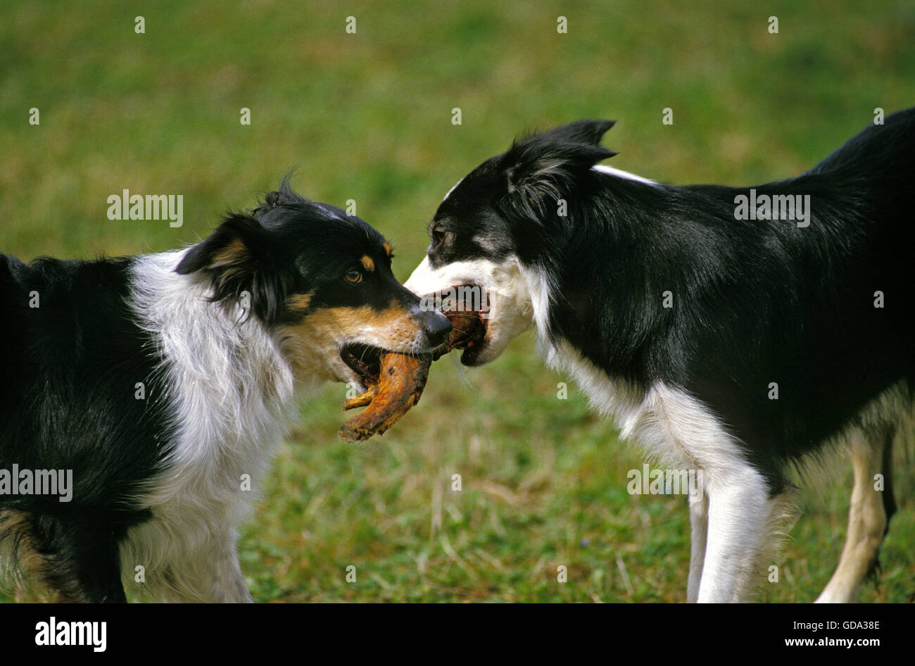 Border Collie cane giocando con il bastone di legno Foto Stock