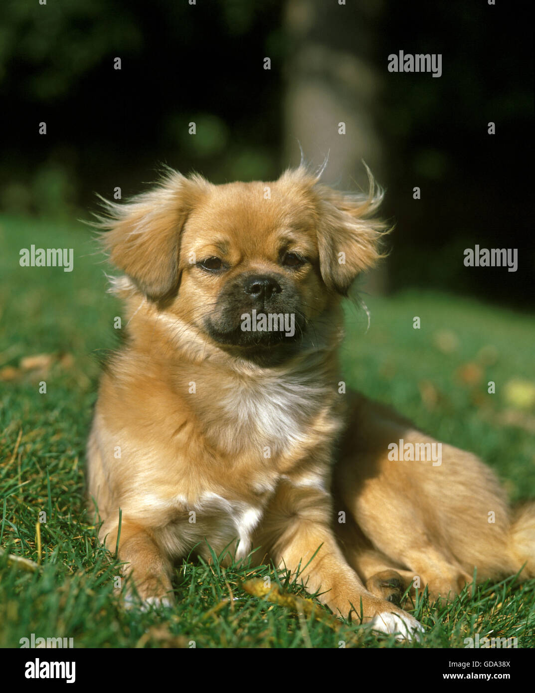 Tibetan Spaniel, cane posa sull'erba Foto Stock