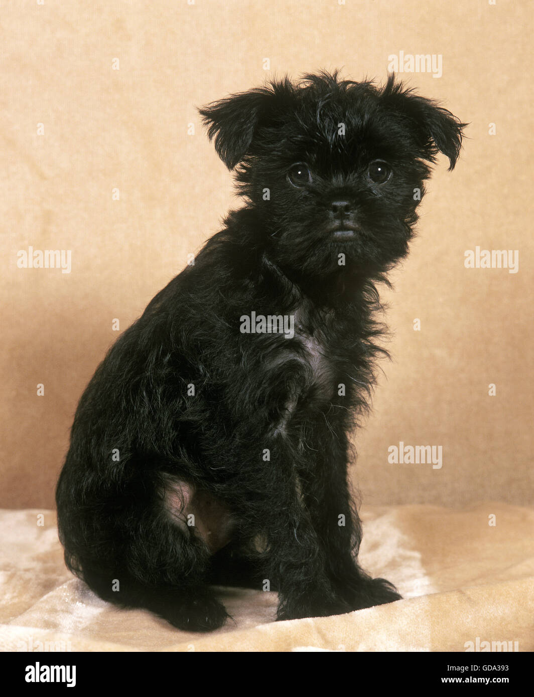 Affenpinscher cane, Pup seduta Foto Stock