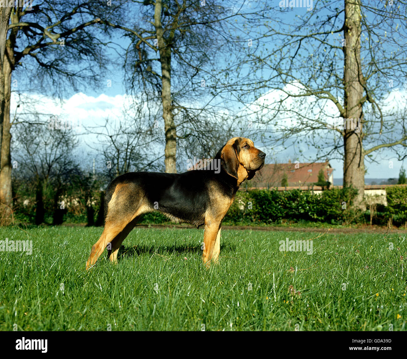 Bloodhound o Saint Hubert Hound, adulti sull'erba Foto Stock