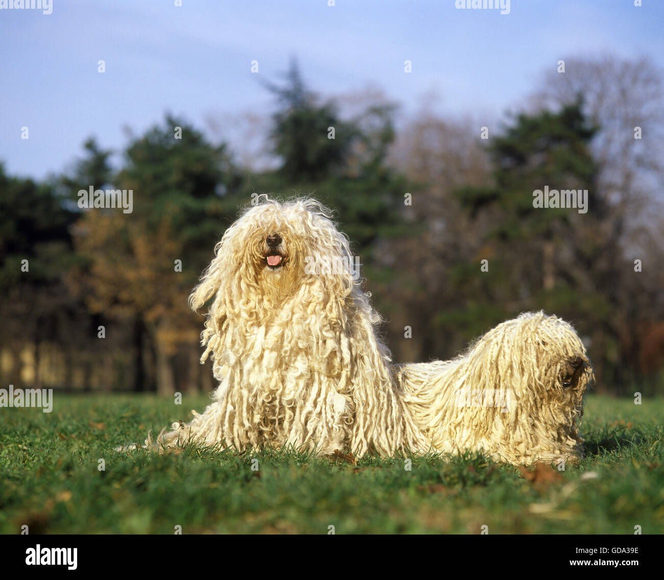 Puli ungherese cane, adulti sull'erba Foto Stock