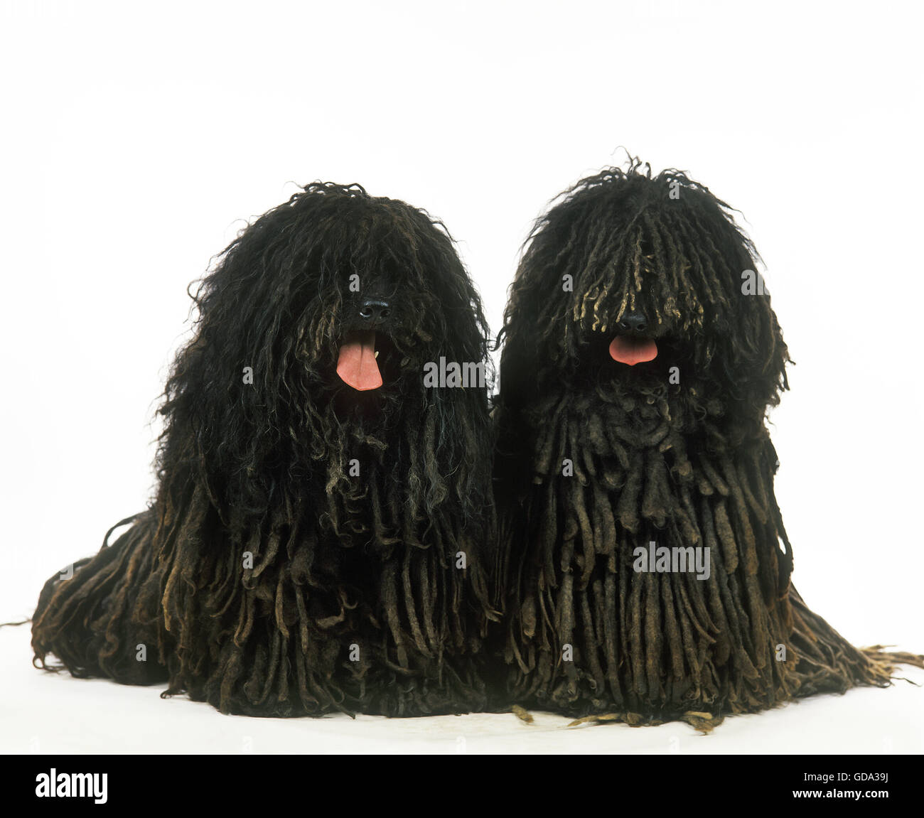 Puli ungherese cane, adulti seduti contro uno sfondo bianco Foto Stock