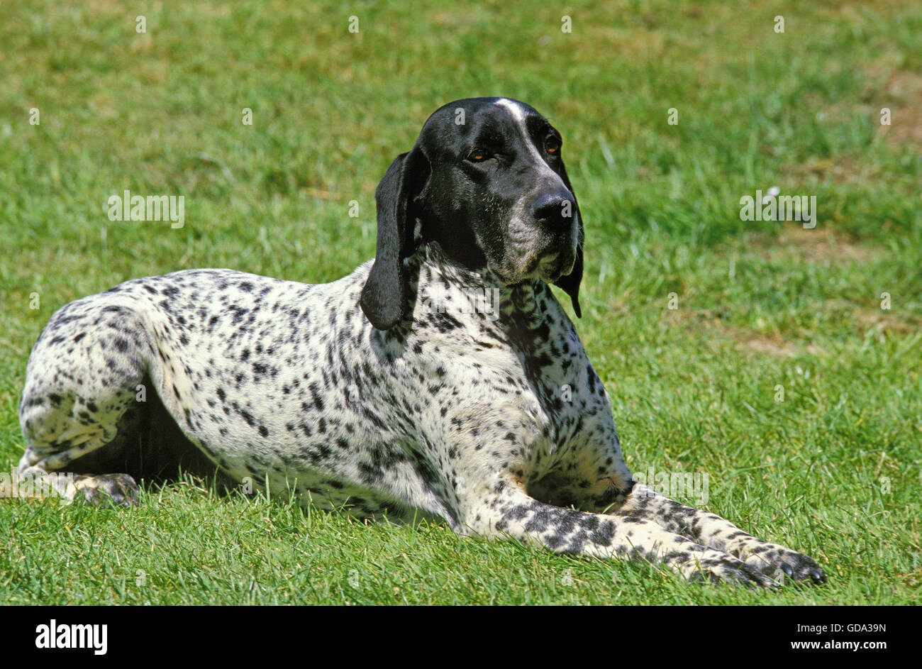 Blu di puntamento Auvergne cane adulto, recante sul prato Foto Stock