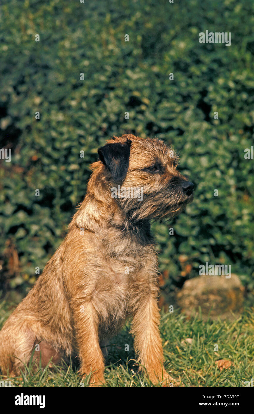 Border Terrier, Pup seduto sull'erba Foto Stock
