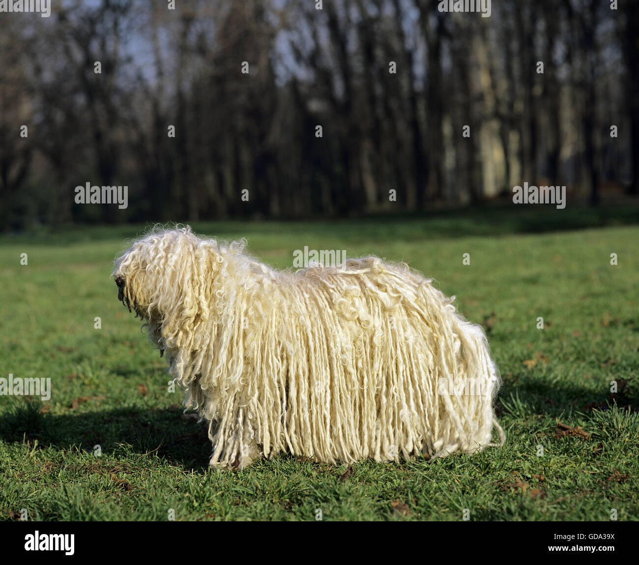 Puli ungherese cane adulto, sull'erba Foto Stock