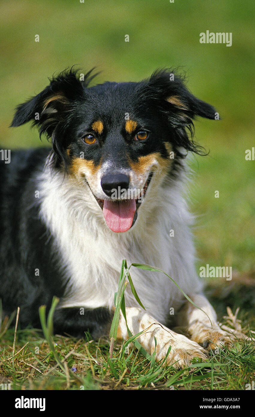 Border Collie cane adulto, posa sull'erba Foto Stock