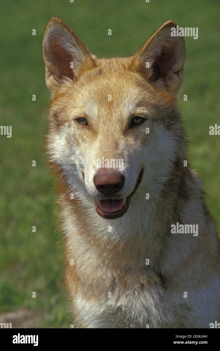 Saarloos Wolfhound, un cane di razza da Paesi Bassi Foto Stock