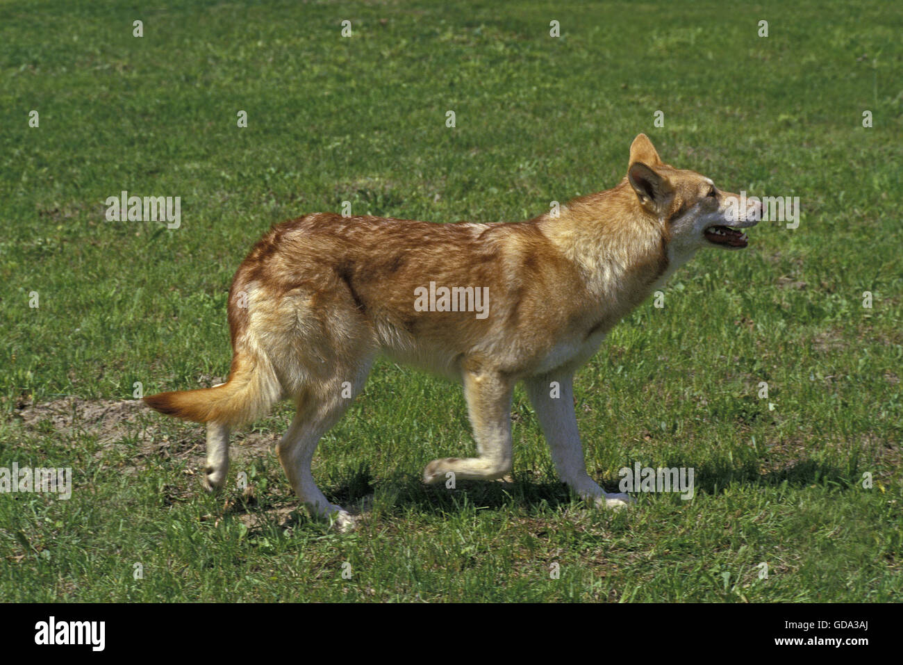Saarloos Wolfhound, un cane di razza da Paesi Bassi Foto Stock