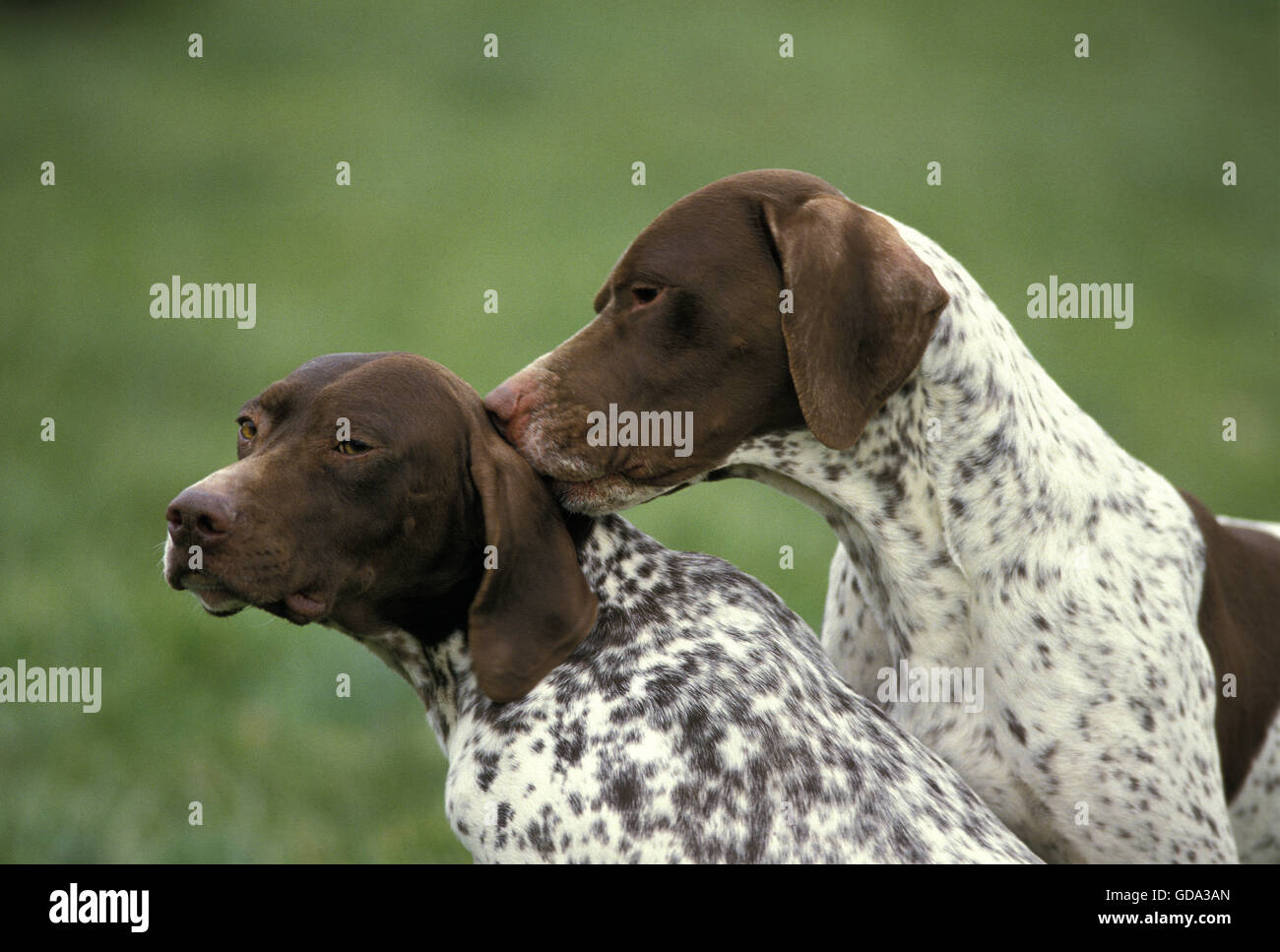 Francese cane di puntamento del tipo dei Pirenei, Adulti Foto Stock