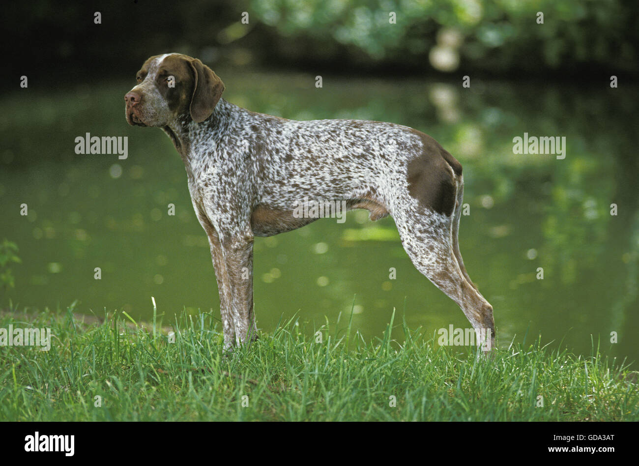 Francese cane di puntamento, maschio Foto Stock