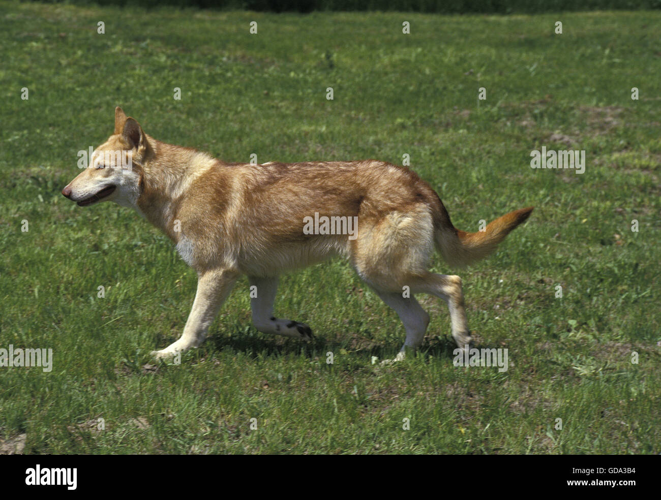 Saarloos Wolfhound, cane di razza dai Paesi Bassi Foto Stock