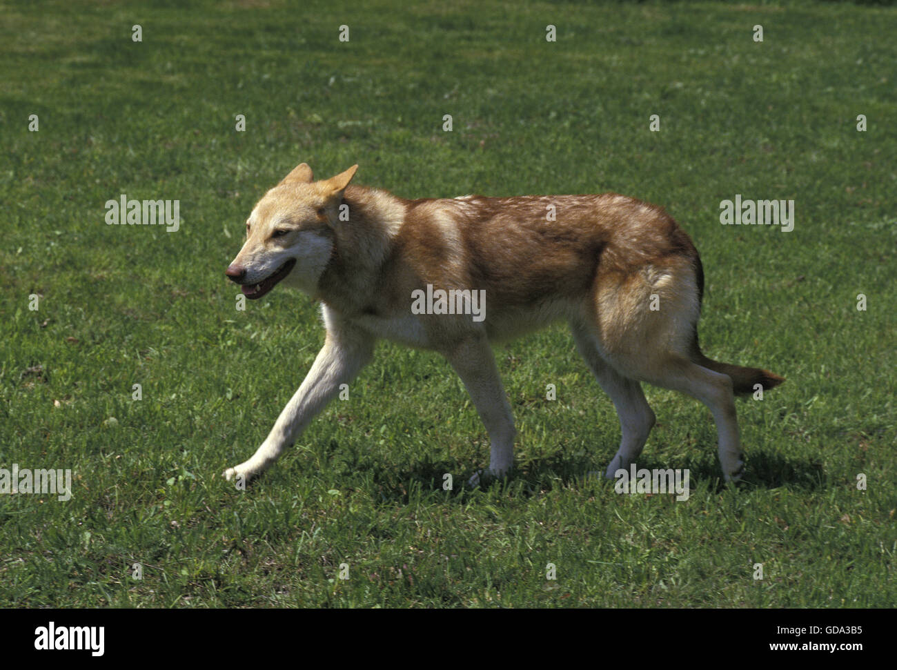 Saarloos Wolfhound, cane di razza dai Paesi Bassi Foto Stock