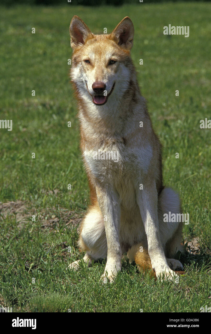 Saarloos Wolfhound, cane di razza dai Paesi Bassi Foto Stock