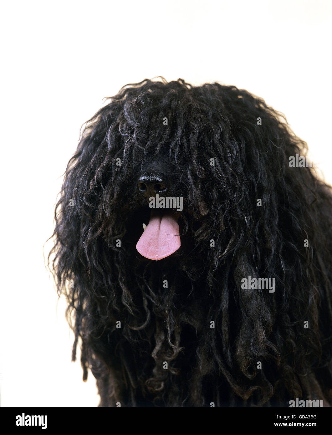 Puli ungherese cane, Ritratto di adulto contro uno sfondo bianco Foto Stock