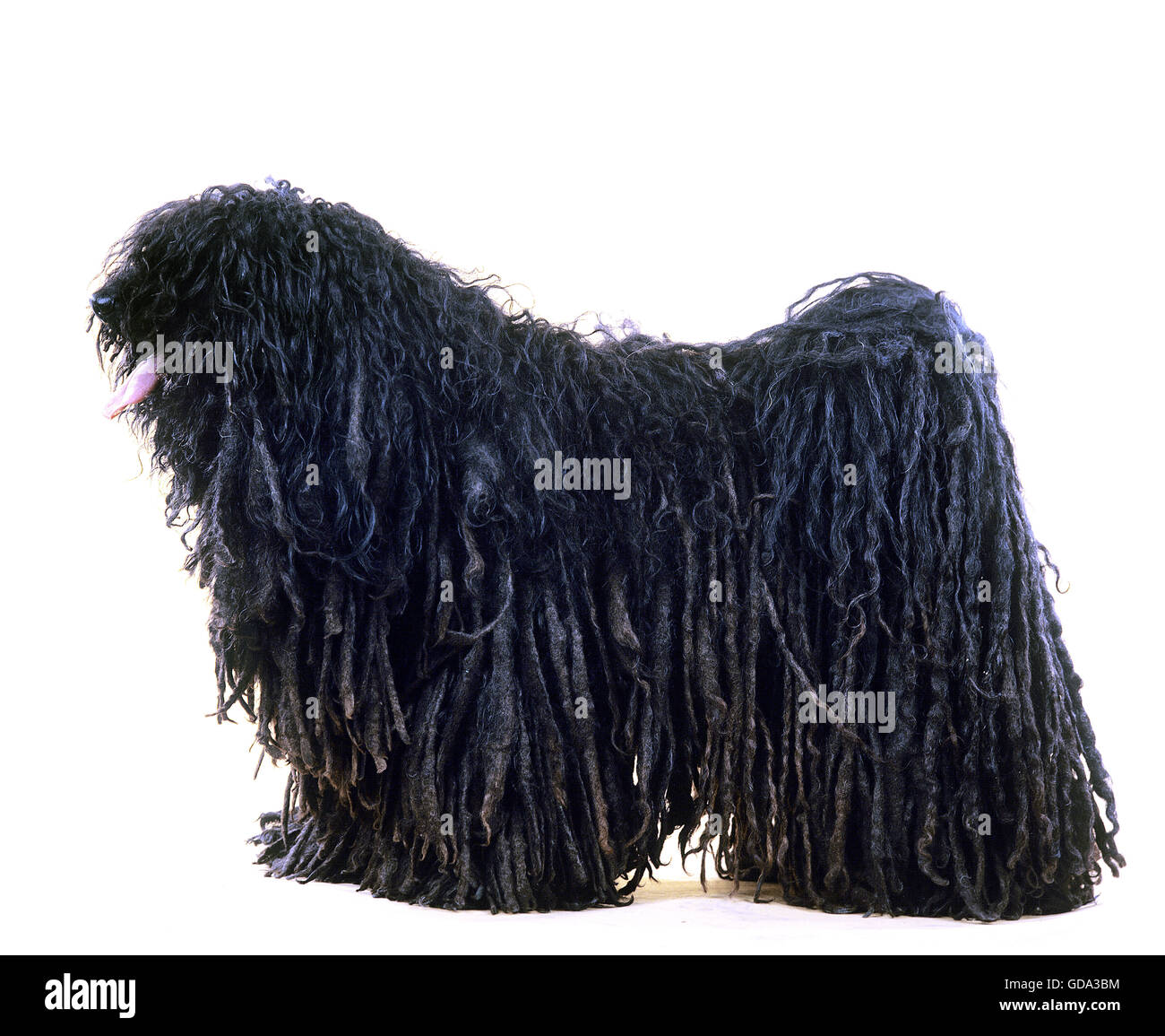 Puli ungherese cane Foto Stock