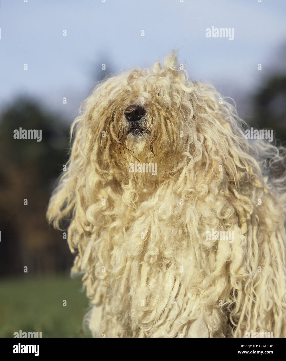Puli ungherese cane, Ritratto Foto Stock