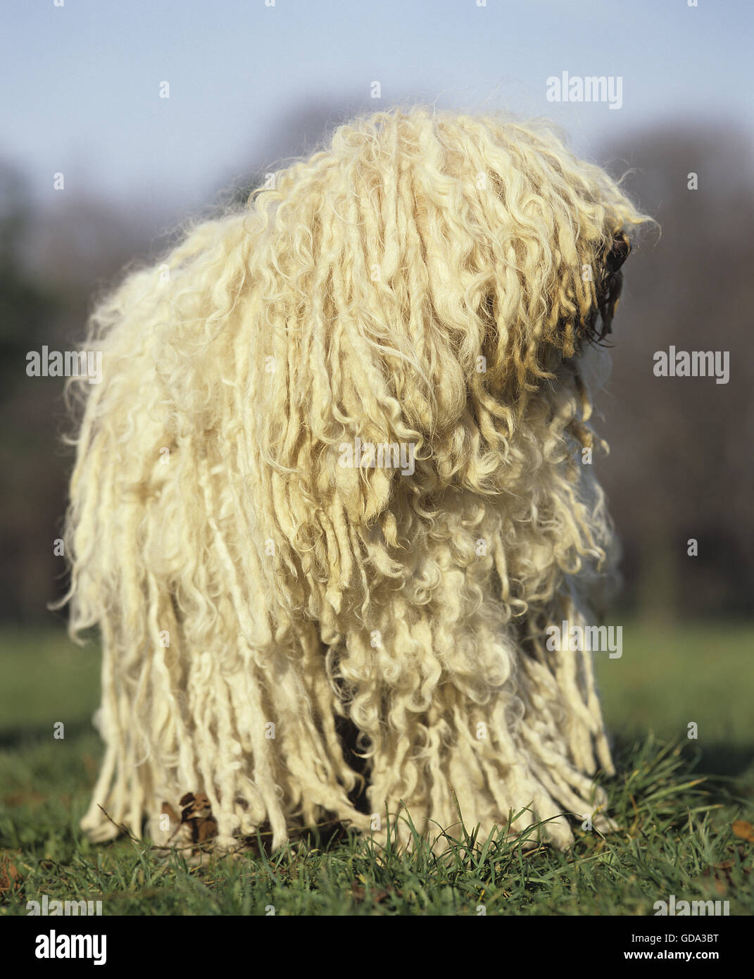 Puli ungherese cane Foto Stock