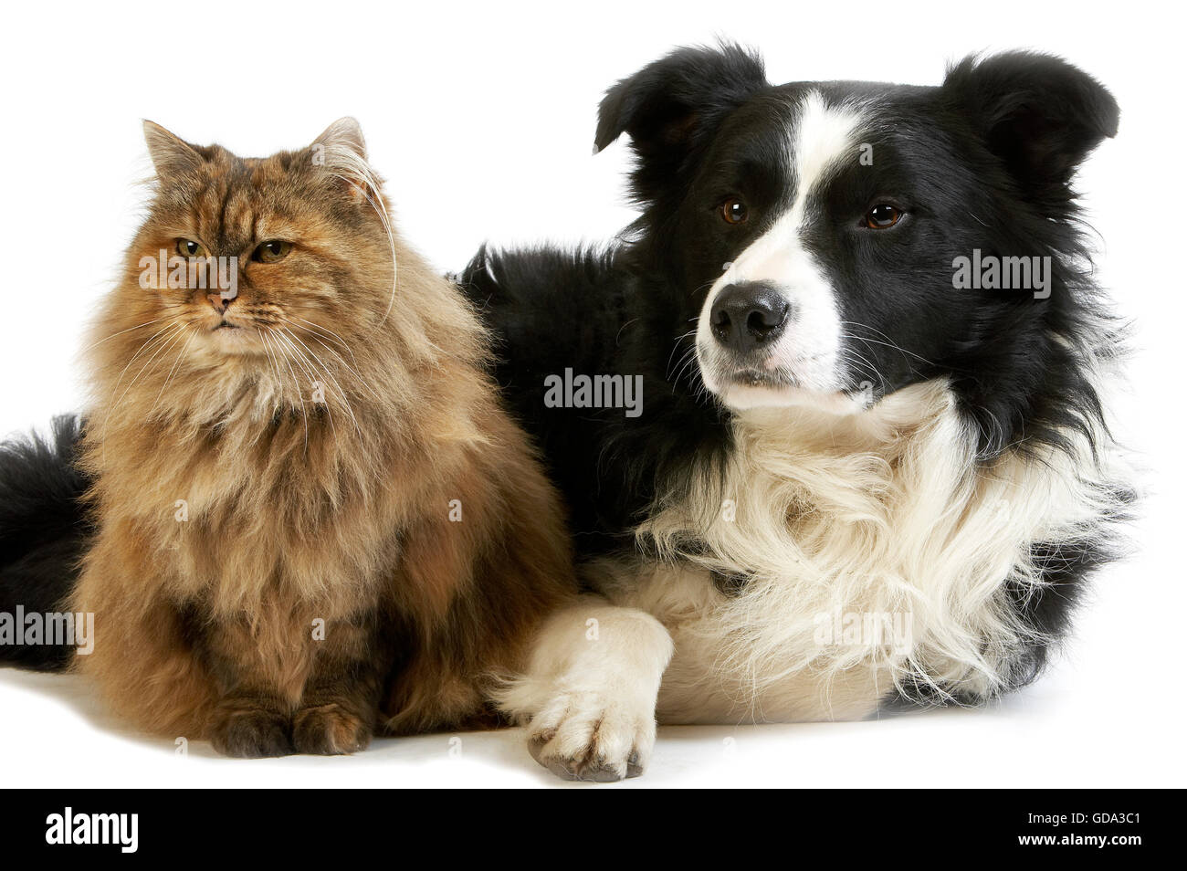 Border Collie maschio con tartaruga femmina persiano, cane e gatto posa contro uno sfondo bianco Foto Stock