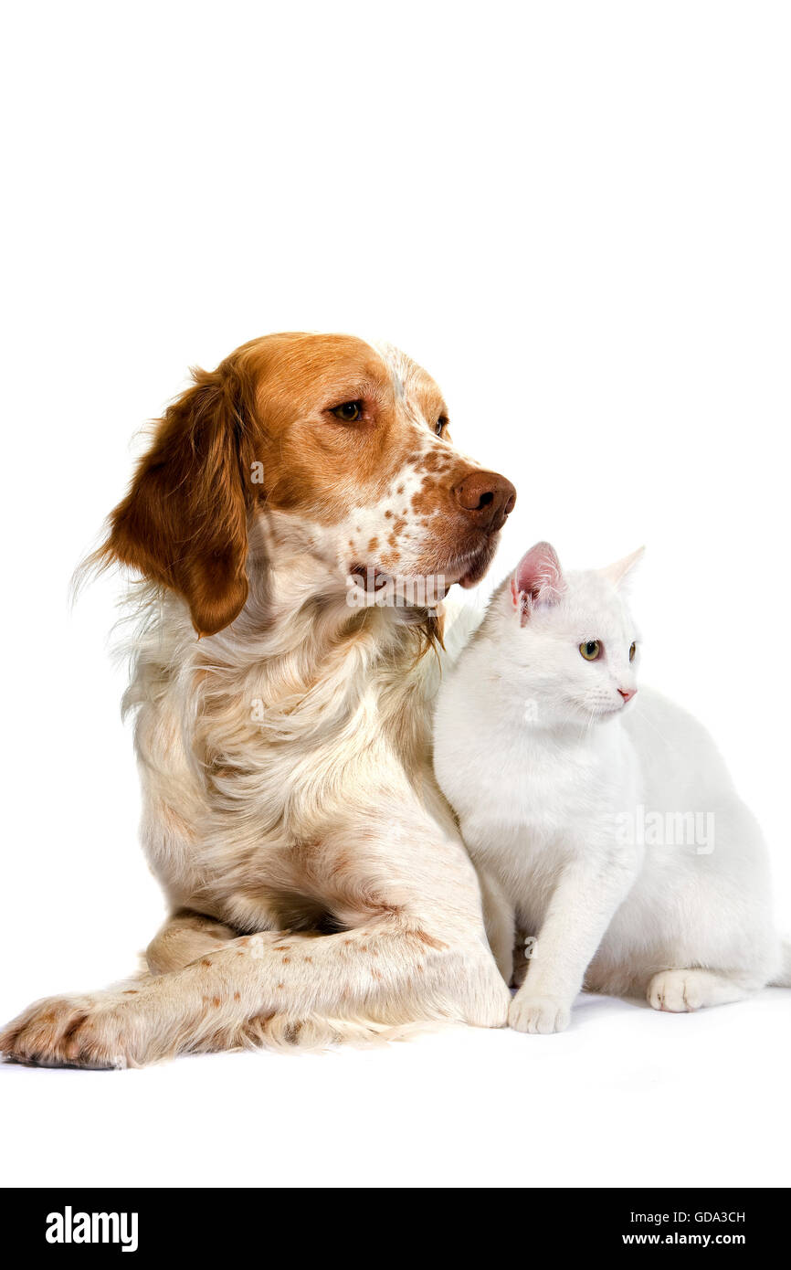 French Spaniel cane (colore cannella) con bianco gatto domestico contro uno sfondo bianco Foto Stock