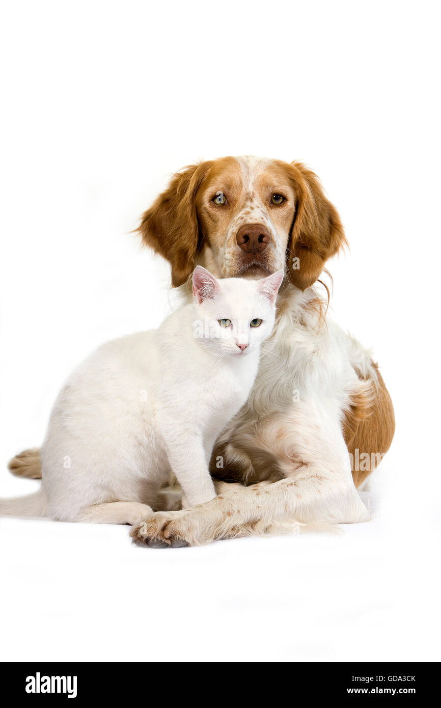 French Spaniel cane (colore cannella) con bianco gatto domestico contro uno sfondo bianco Foto Stock