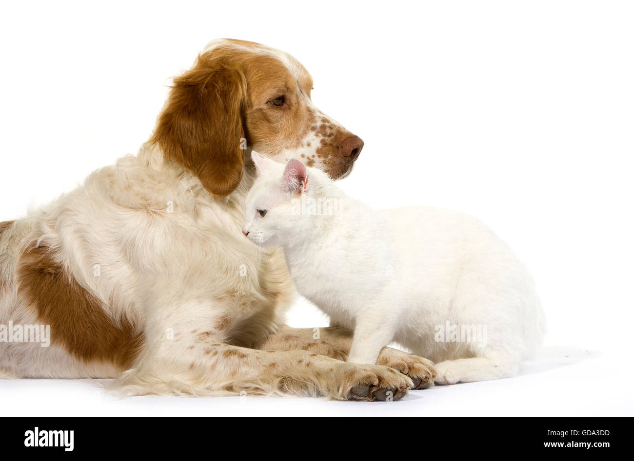French Spaniel cane (colore cannella) con bianco gatto domestico contro uno sfondo bianco Foto Stock