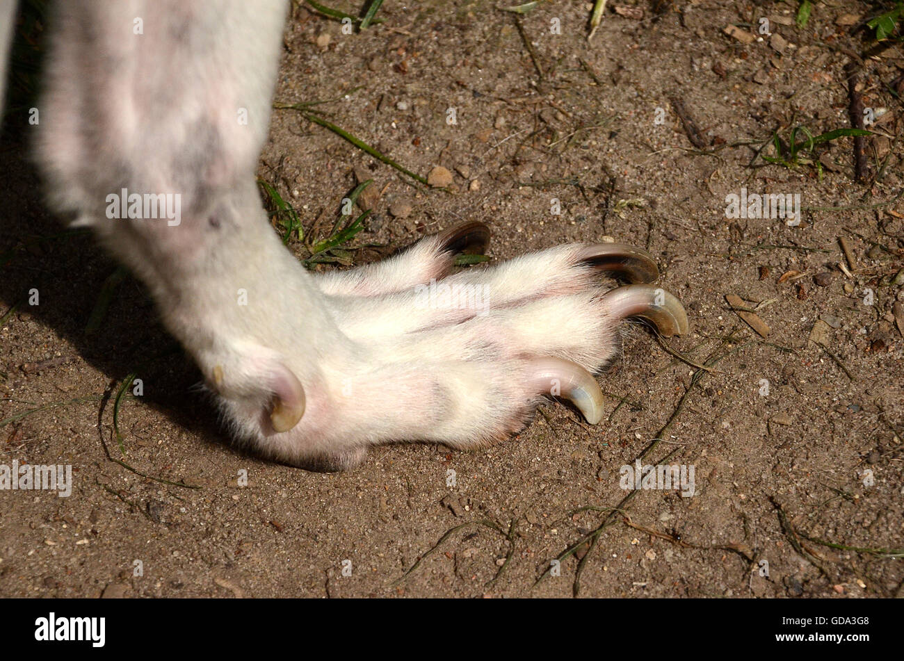Flatfooted cane. A causa di negligenza le zampe anteriori di questo cane hanno perso forza. La situazione viene curato. Foto Stock