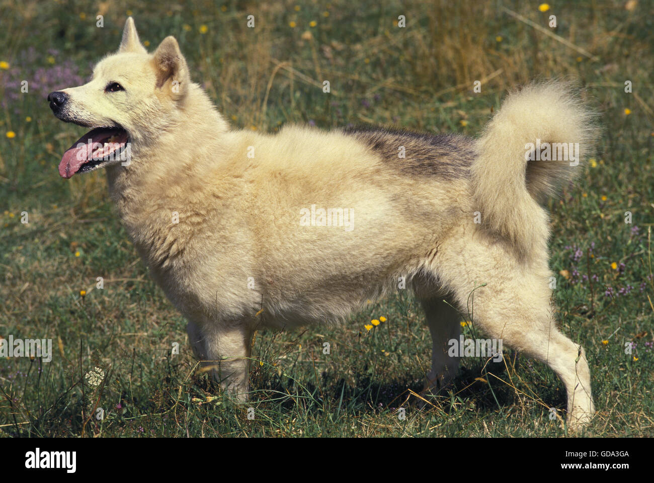La Groenlandia cane sull'erba Foto Stock
