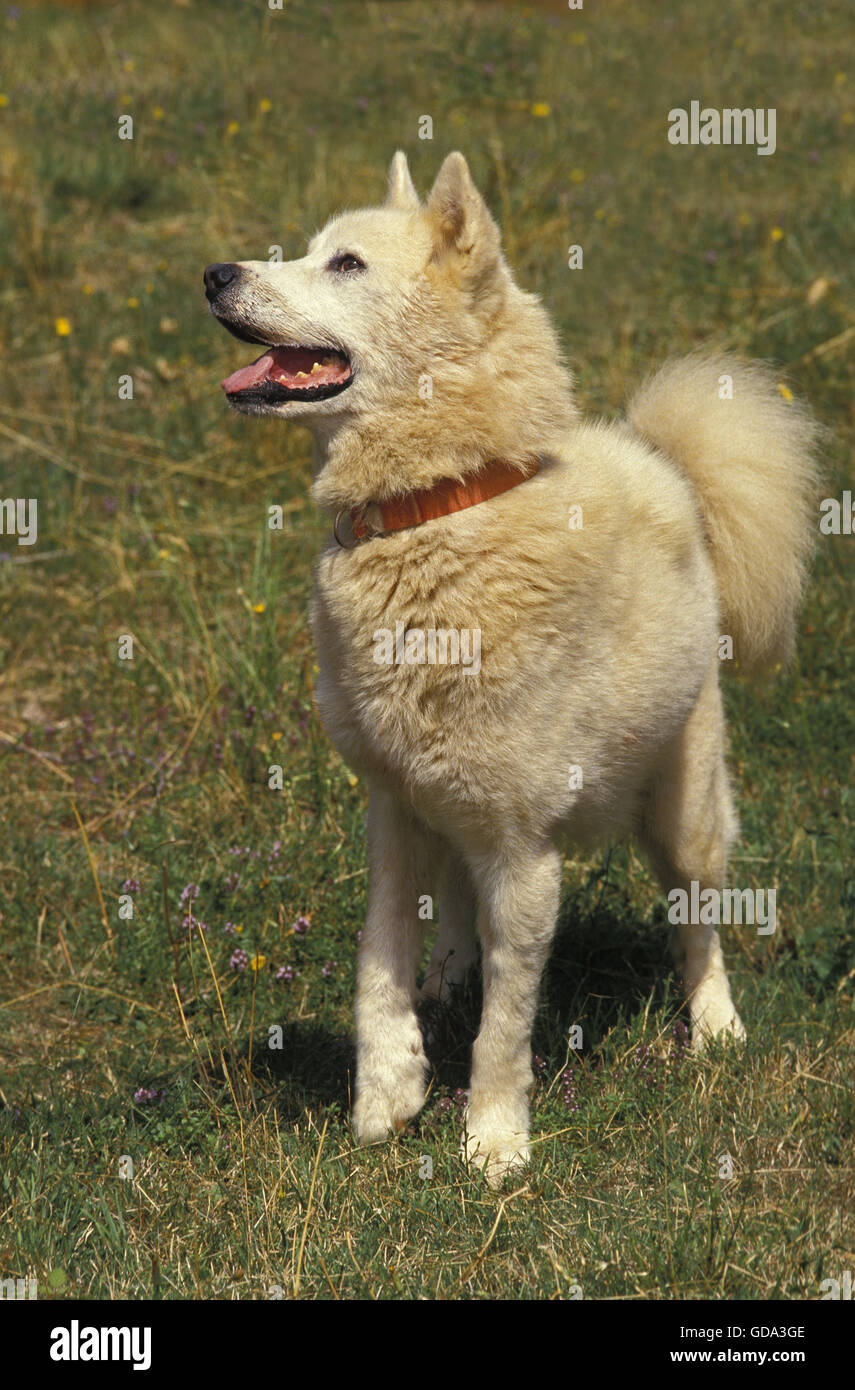 La Groenlandia cane sull'erba Foto Stock