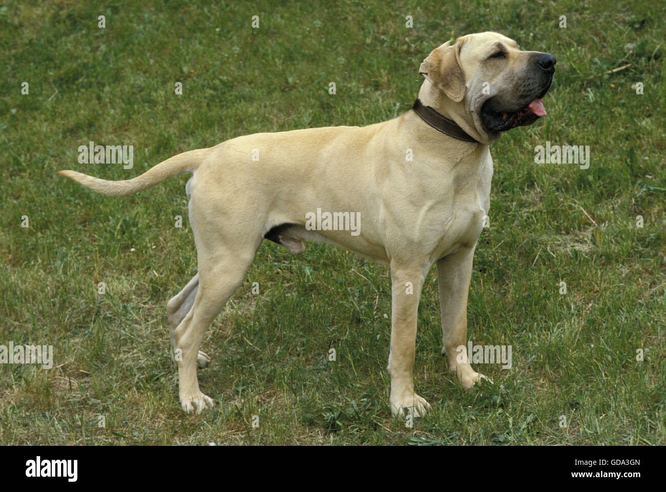 Fila brasileiro un cane di razza da Brasile, maschio Foto Stock