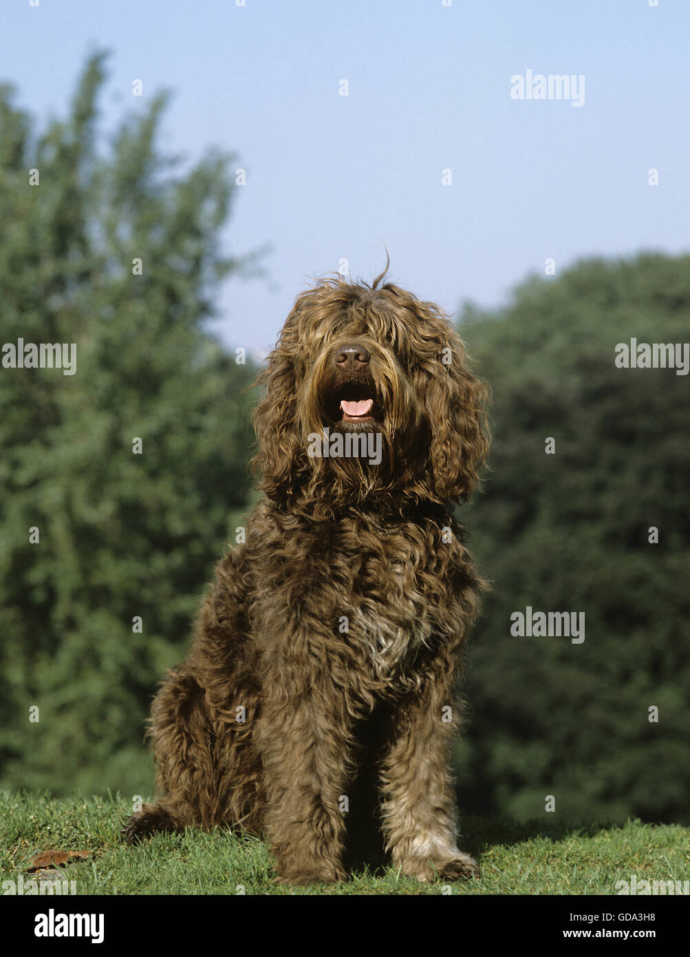 Barbet dog sitter su prato Foto Stock