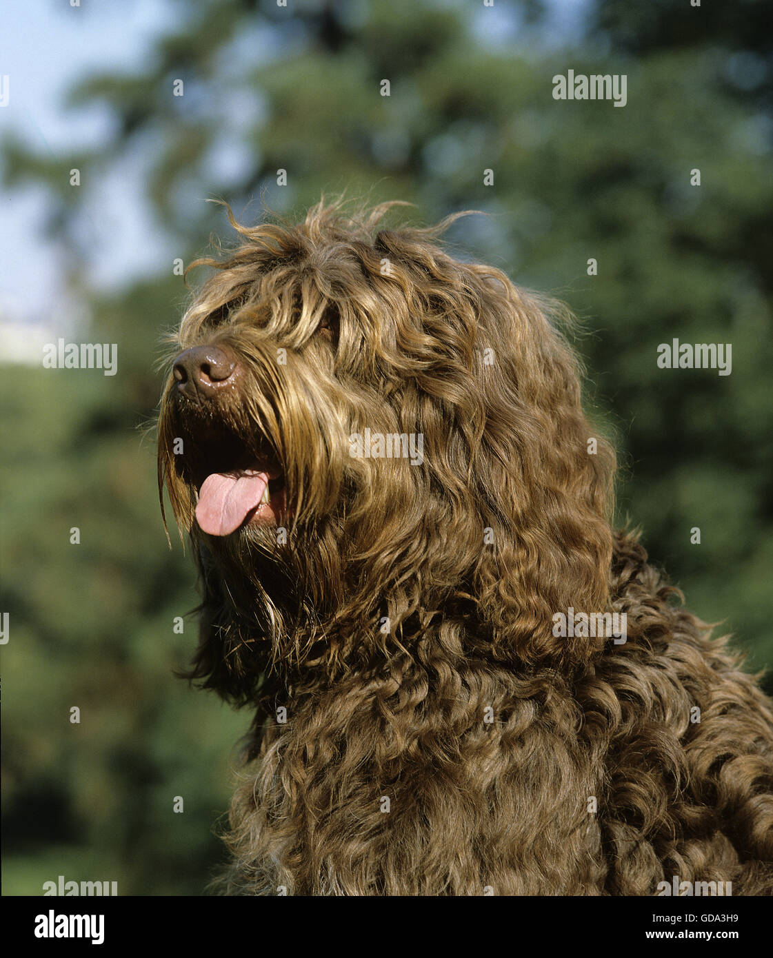 Ritratto di Barbet Cane con la lingua di fuori Foto Stock