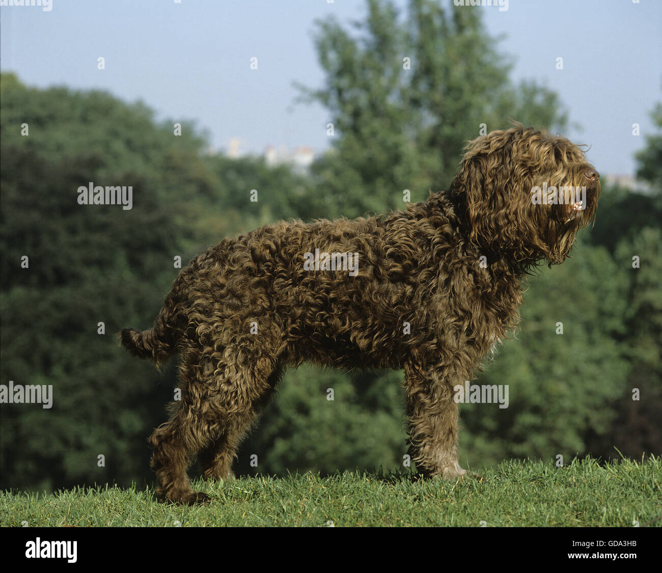 Cane Barbet sull'erba Foto Stock