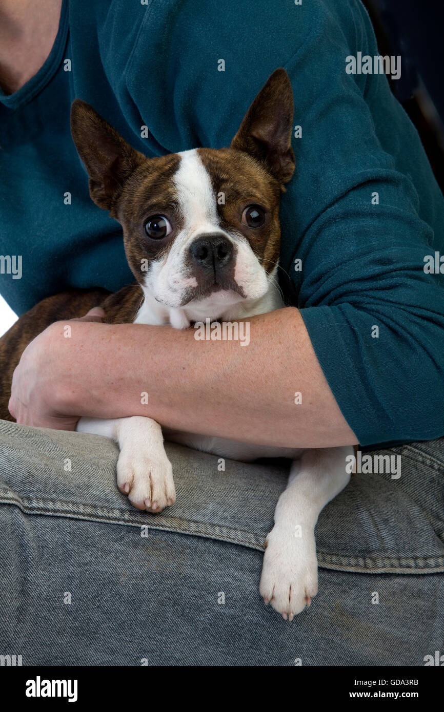 Boston Terrier cane con donna Foto Stock