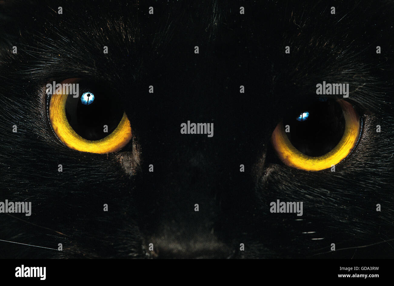 Bombay gatto domestico, Close-up di occhi w Foto Stock