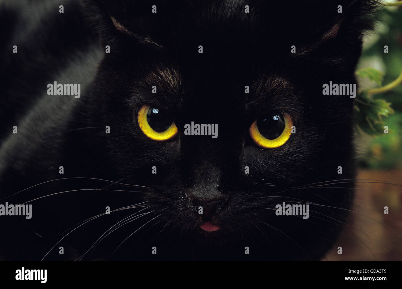 Bombay gatto domestico, Close up della testa Foto Stock