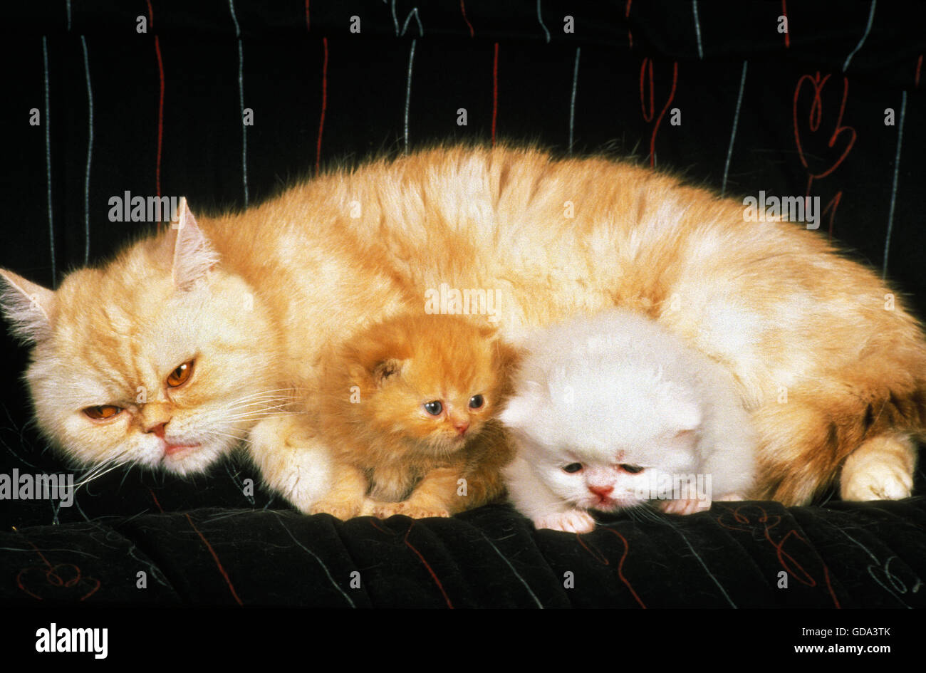 Exotic Shorthair gatto domestico, Madre e gattini Foto Stock