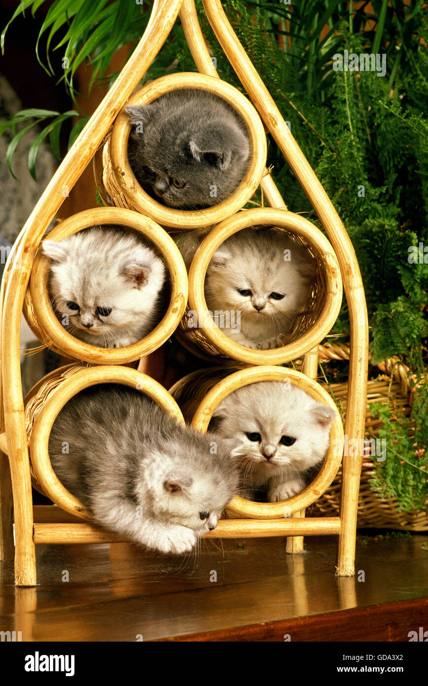 Exotic Shorthair gatto domestico, i gattini di riproduzione Foto Stock