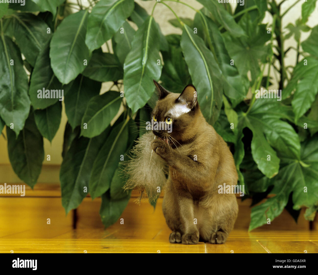 Il cioccolato di birmani gatto domestico gioca con piuma Foto Stock