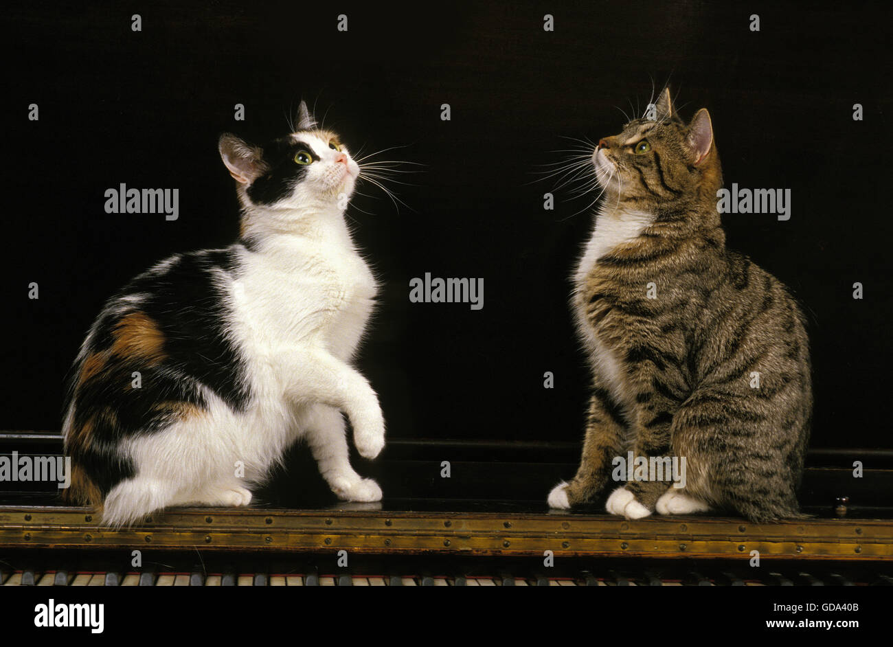 Manx gatto domestico, razza senza coda Foto Stock