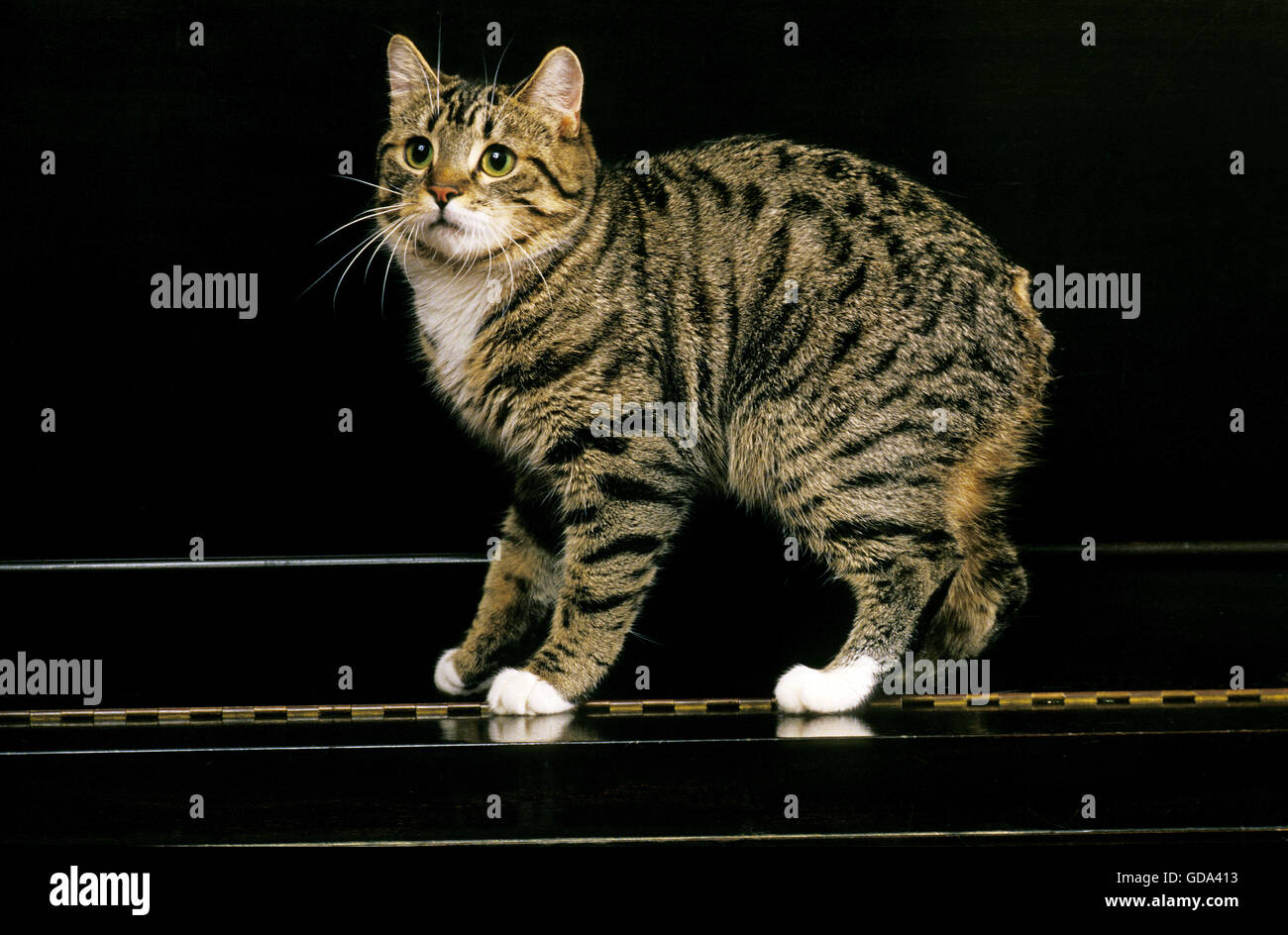 Manx gatto domestico, un gatto di razza senza coda, adulto sul pianoforte Foto Stock