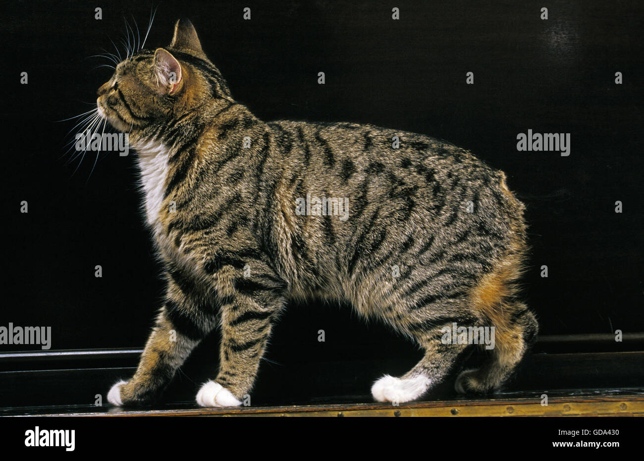 Manx gatto domestico, Tailless razza Foto Stock