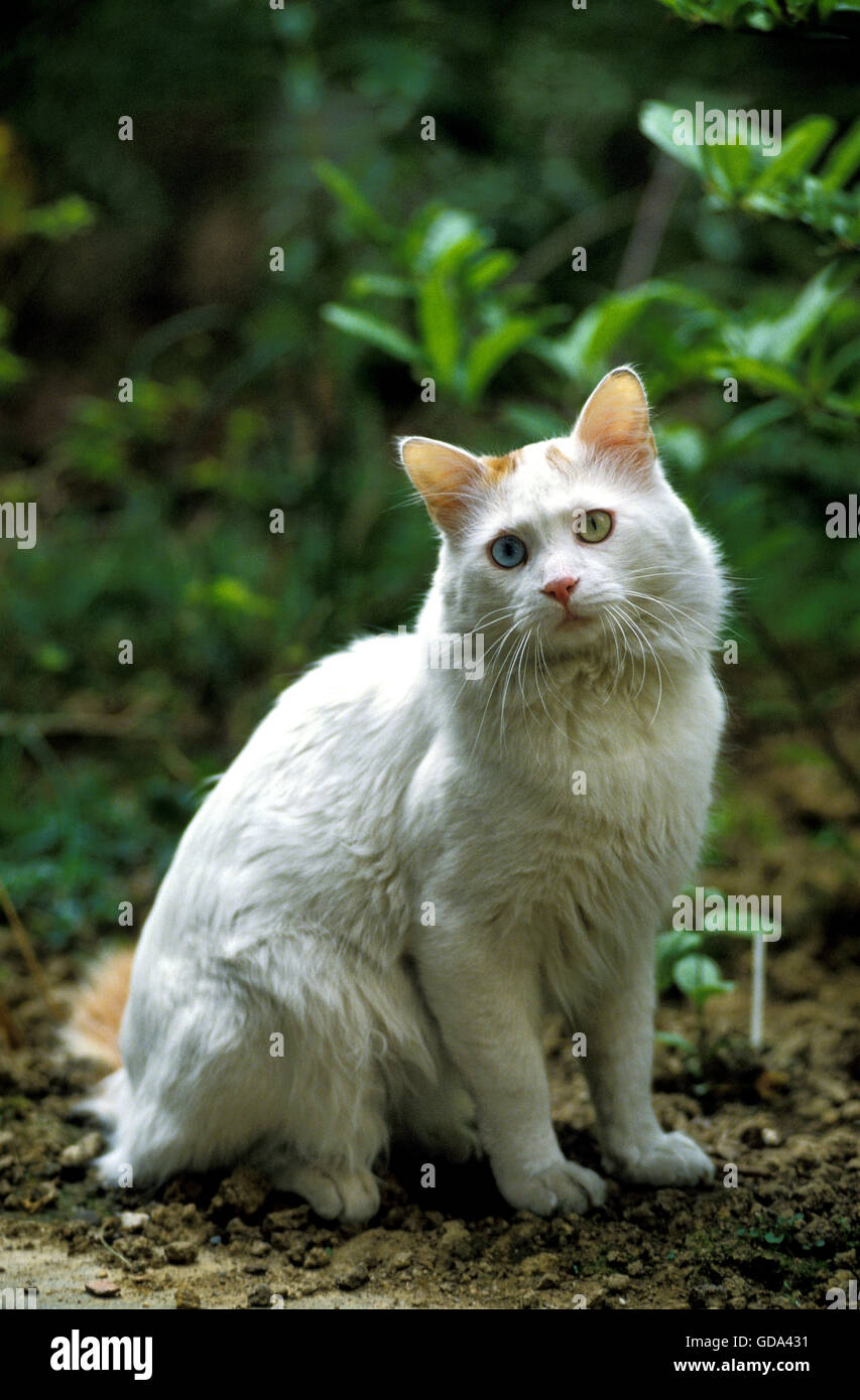 Bagno Turco Van gatto domestico, adulti con differenti occhi colorati Foto Stock
