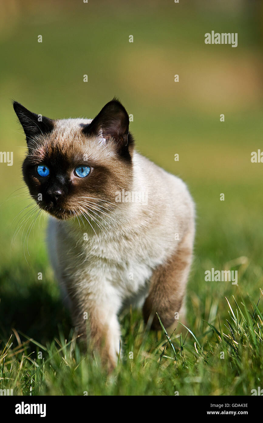 Punto di tenuta siamese gatto domestico, occhi blu, maschio sull'erba,  Normandia Foto stock - Alamy