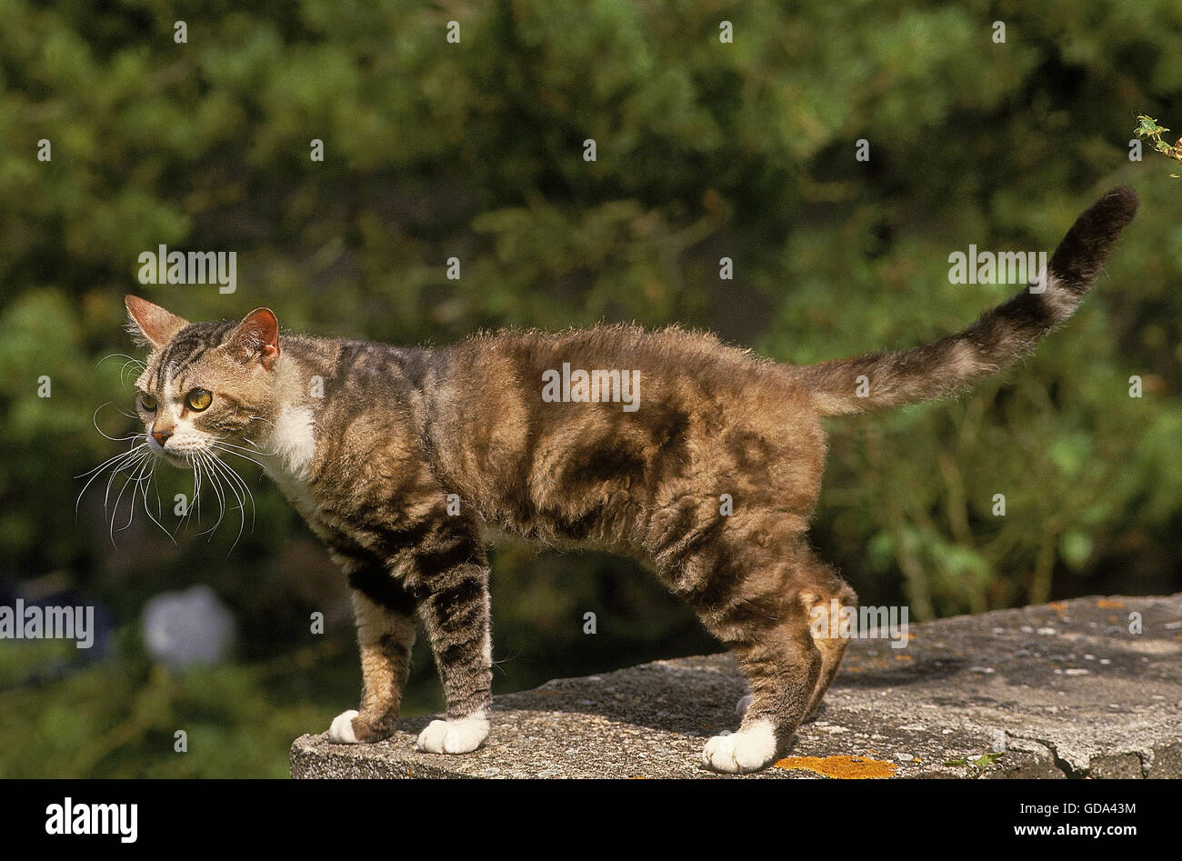 AMERICAN WIREHAIR gatto domestico, adulti sulla parete bassa Foto Stock