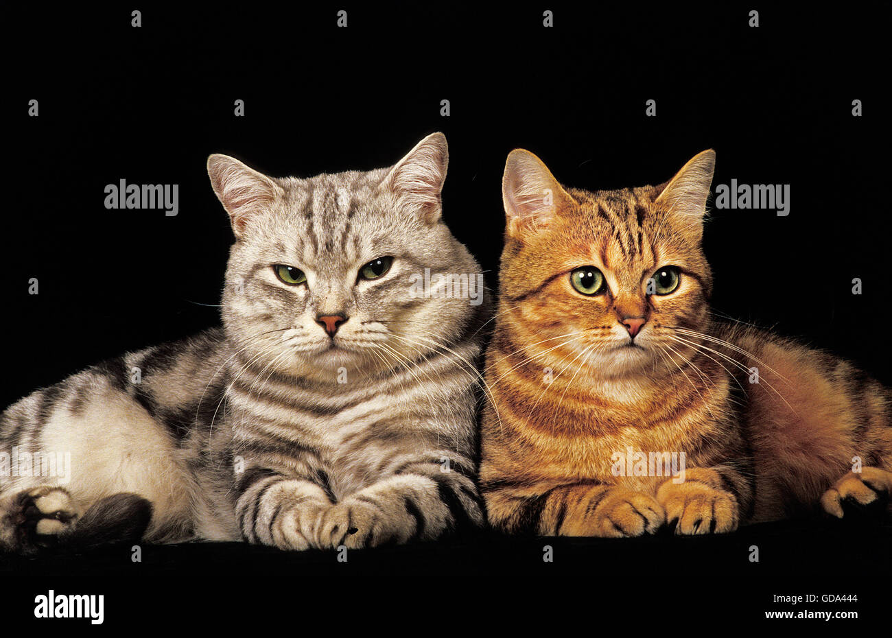 BROWN TABBY E silver tabby europeo gatto domestico, adulti seduti su sfondo nero Foto Stock