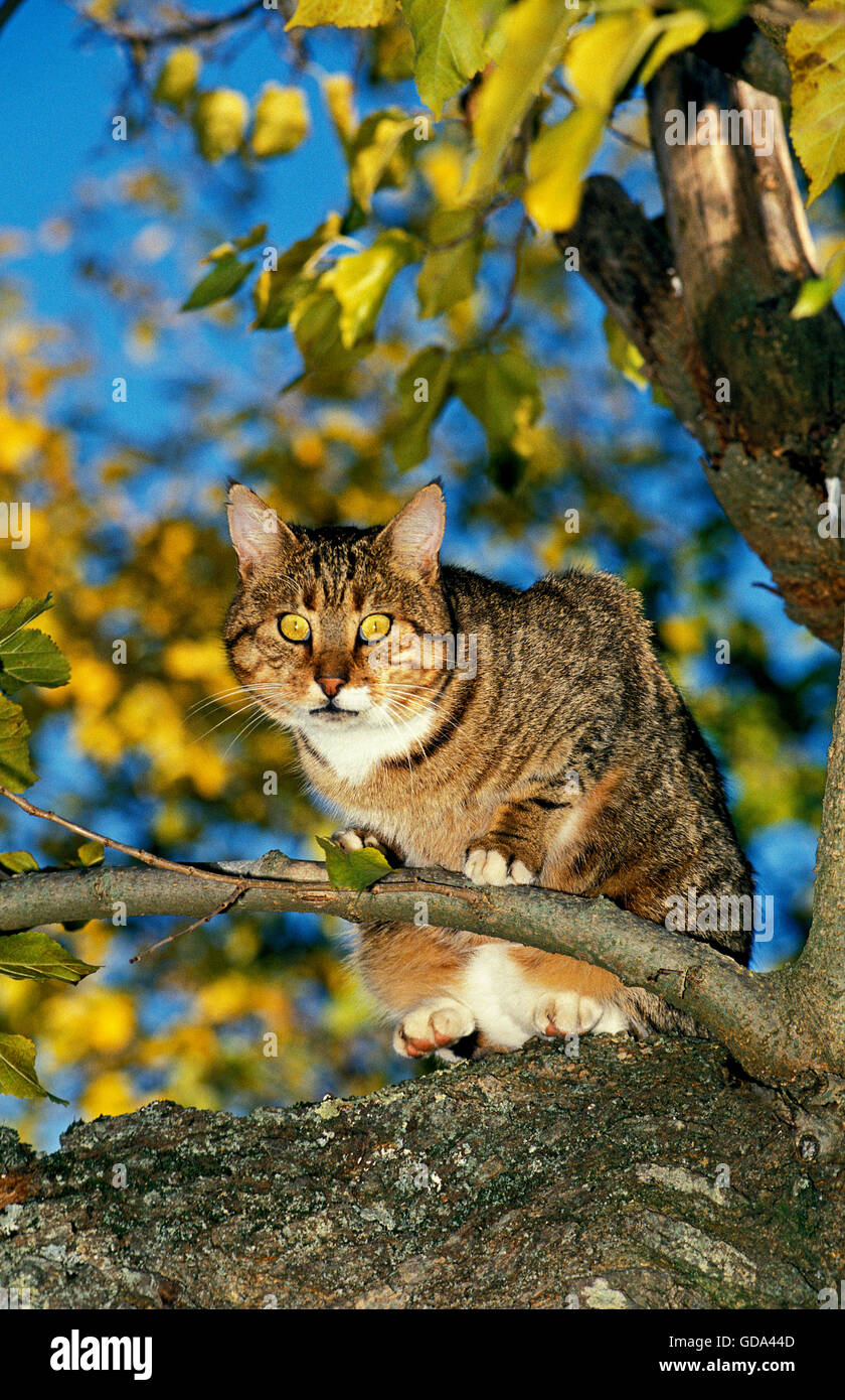 BROWN TABBY E BIANCO europeo gatto domestico, adulti nella struttura ad albero Foto Stock