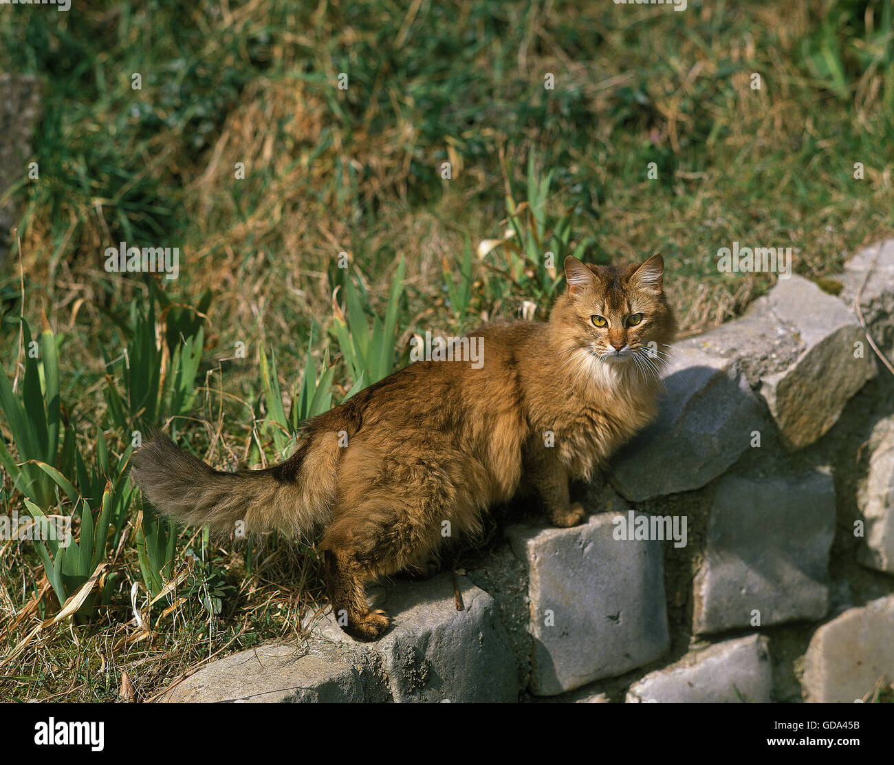 Somalo di gatto domestico, adulti sulla parete bassa Foto Stock