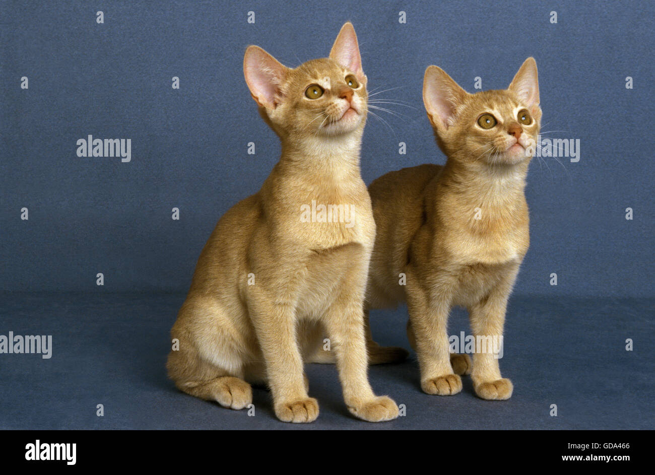 Fawn abissino gatto domestico, gattini contro sfondo blu Foto Stock