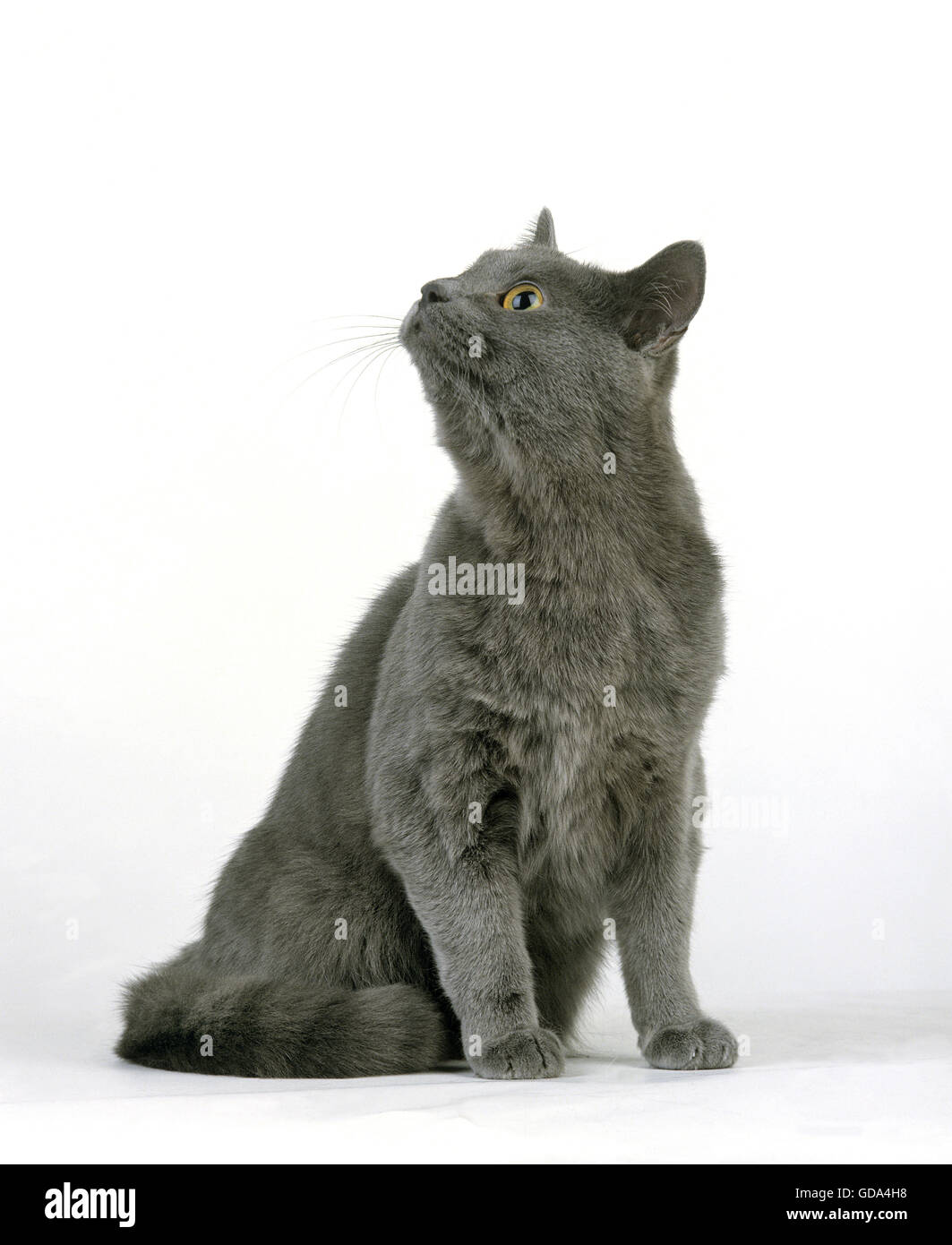 Blu europee gatto domestico, adulto seduto contro uno sfondo bianco Foto Stock